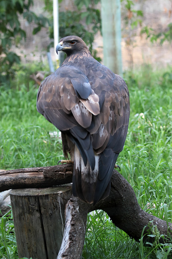 Golden Eagle - Steenarend